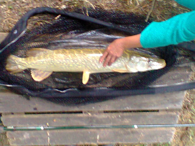 brochet 93.jpg
